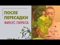 Что произошло с моим фикусом Лирата после пересадки.