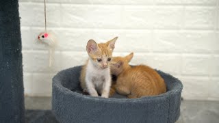 The two kittens are gradually getting used to the cats in their new home and living a peaceful