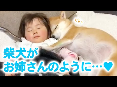 Eng Sub Shiba Dog Turns Maternal On Meeting The Baby Youtube