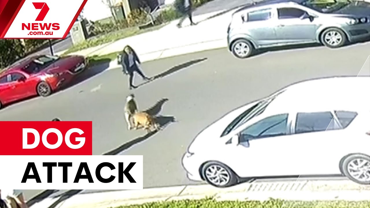 Children attacked in Sydney dog attack | 7NEWS - YouTube