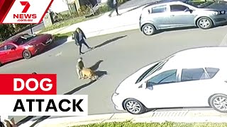 Children attacked in Sydney dog attack | 7NEWS