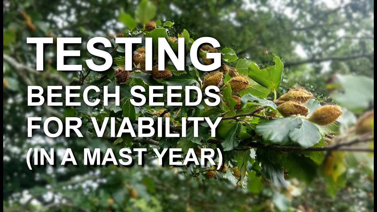 It is a Mast Year but are those beech seeds you have collected viable