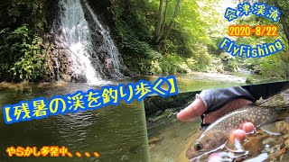 2020-8/22会津渓流FlyFishing【残暑の渓を釣り歩く】