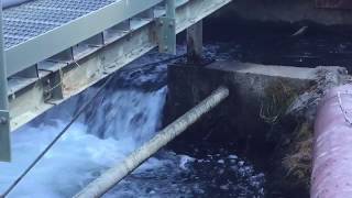 Lamprey Ascending Fish Ladder