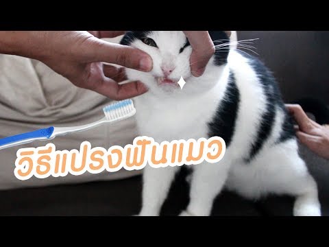 Theycallmemeaow | วิธีแปรงฟันแมว