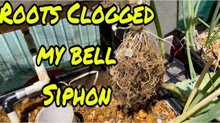 Roots clogged my bell siphon (Episode 82) by The Amateur Aquaponics Guy 42 views 1 month ago 9 minutes, 7 seconds