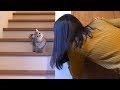 不思議そうな顔でだるまさんが転んだに参加する子猫！