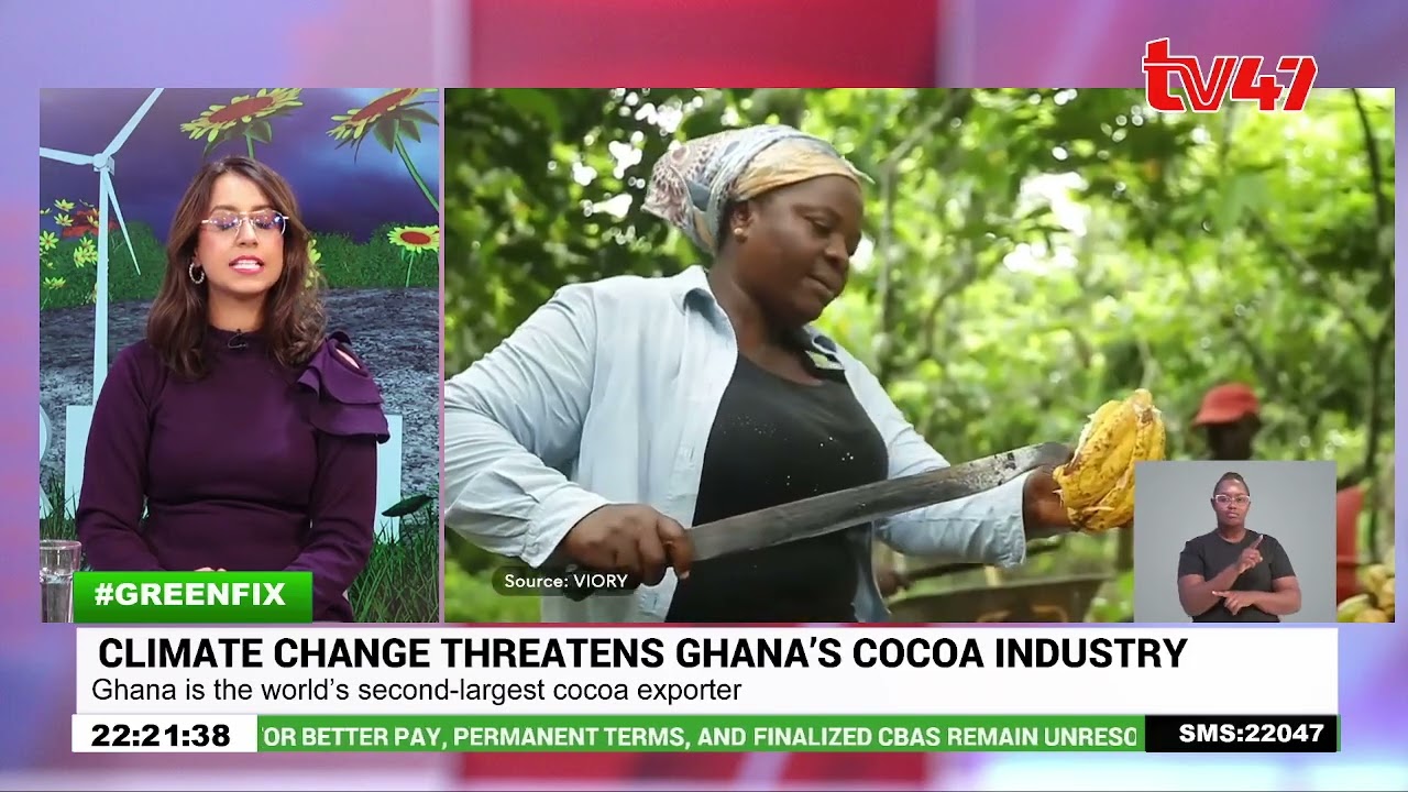 How climate change is threatening Ghana's cocoa industry