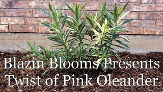 Twist of Pink Oleander & How to plant in Zone 8A by Blazin Blooms 1,318 views 2 years ago 9 minutes, 58 seconds