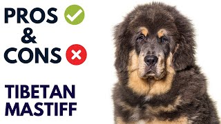 Tibetan Mastiff Breed Pros and Cons | Tibetan Mastiff Advantages and Disadvantages