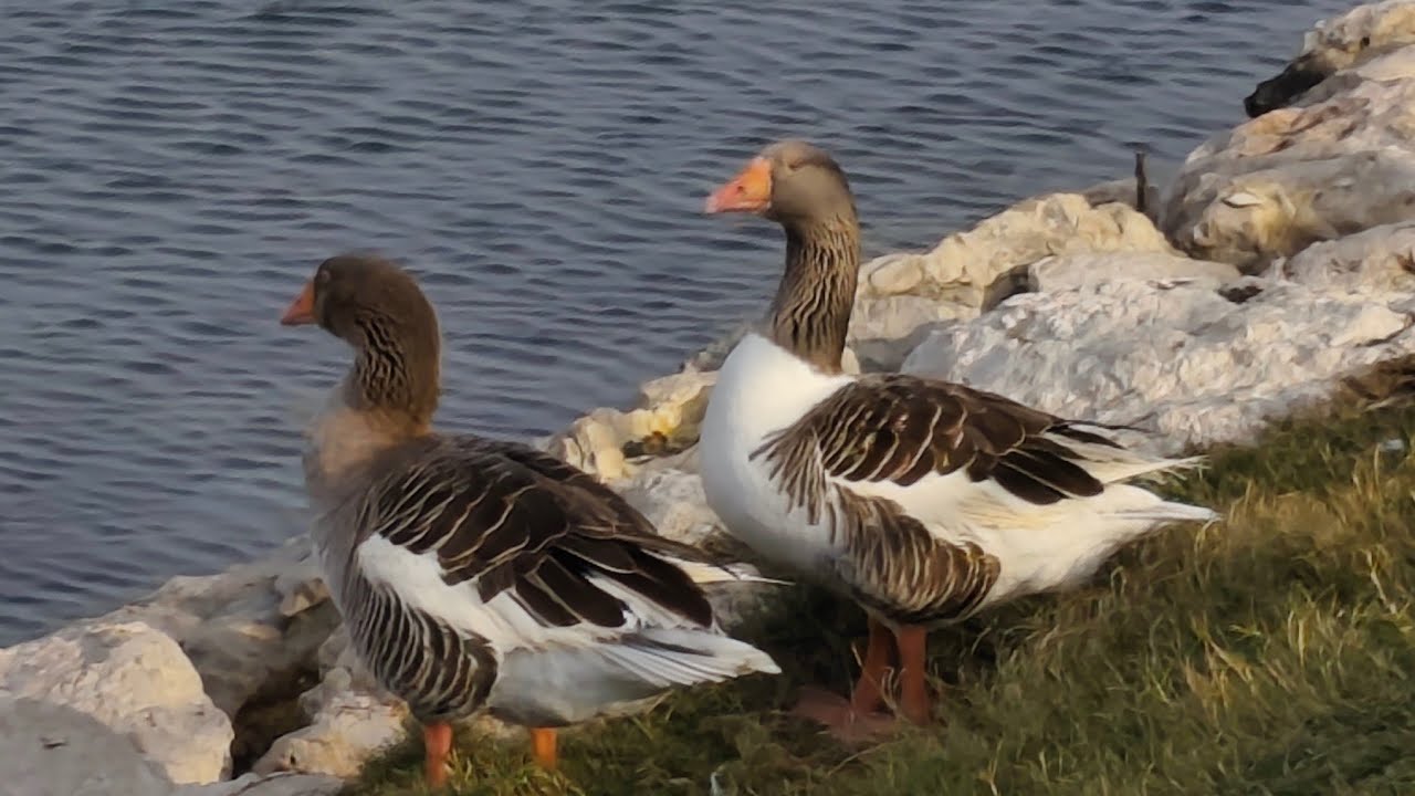 بحيرة البط 🦆 كورنيش الخبر 🇸🇦 #الخبر #السعودية لقطات جميلة#SaudiArabia #khobar #ducks