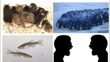 7. Neural circuits for social behavior adaptations to environmental temperature (MET Conference Q&A)