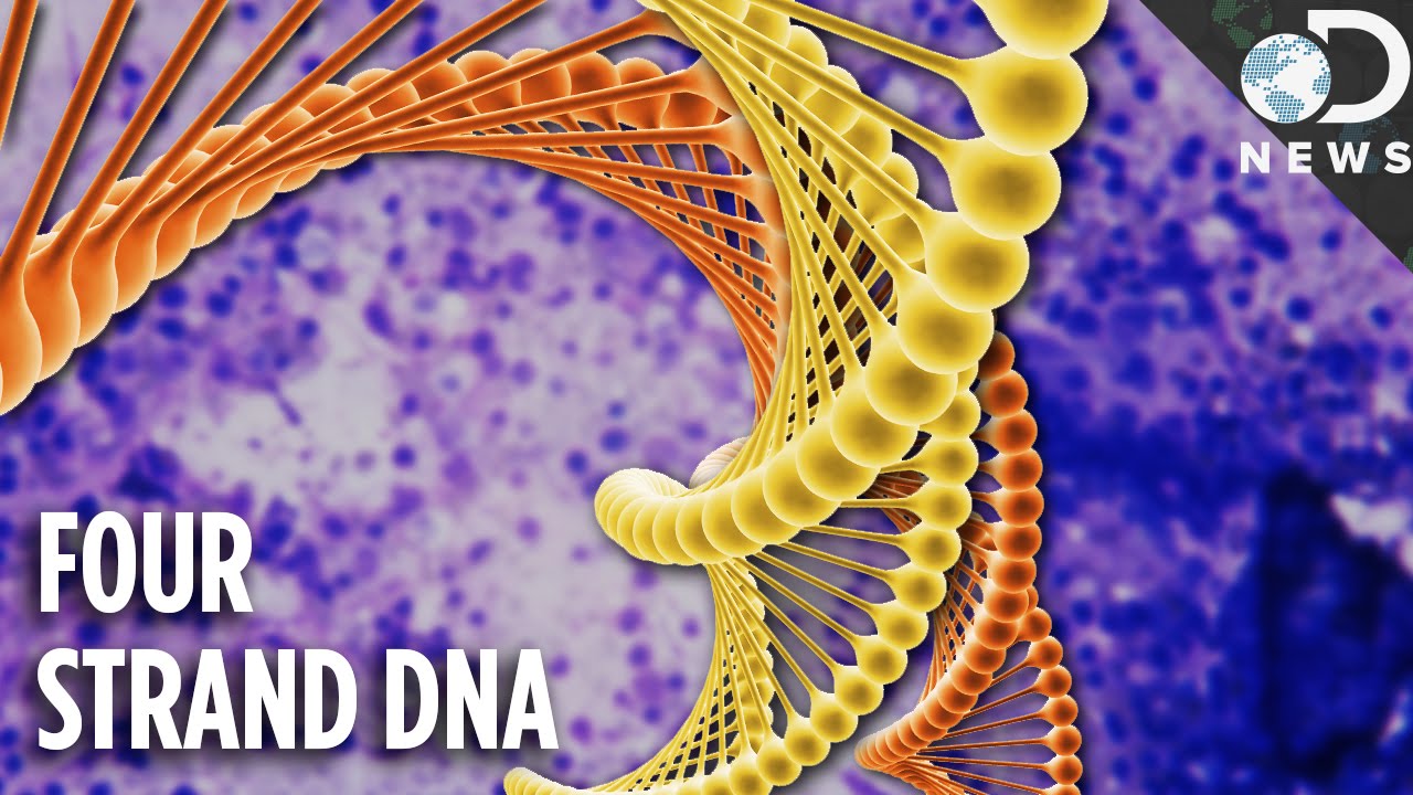 What Is 4-Strand Dna  Why Are Scientists So Excited?