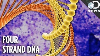 What Is 4-Strand DNA & Why Are Scientists So Excited?