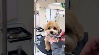 CUTEST GROOMING SESSIONS EVER behold the miniature wonders of COCKAPOO Makeover#puppy #cockapoo