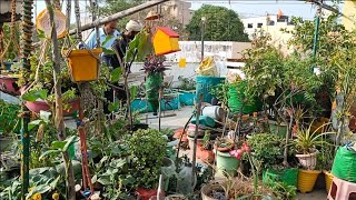 लंबे समय से उजड़ी बगिया को दोबारा संभालने की कोशिश Rearrange my terrace garden