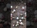 Growing mammillaria theresae 280 day shorts cactus timelapse