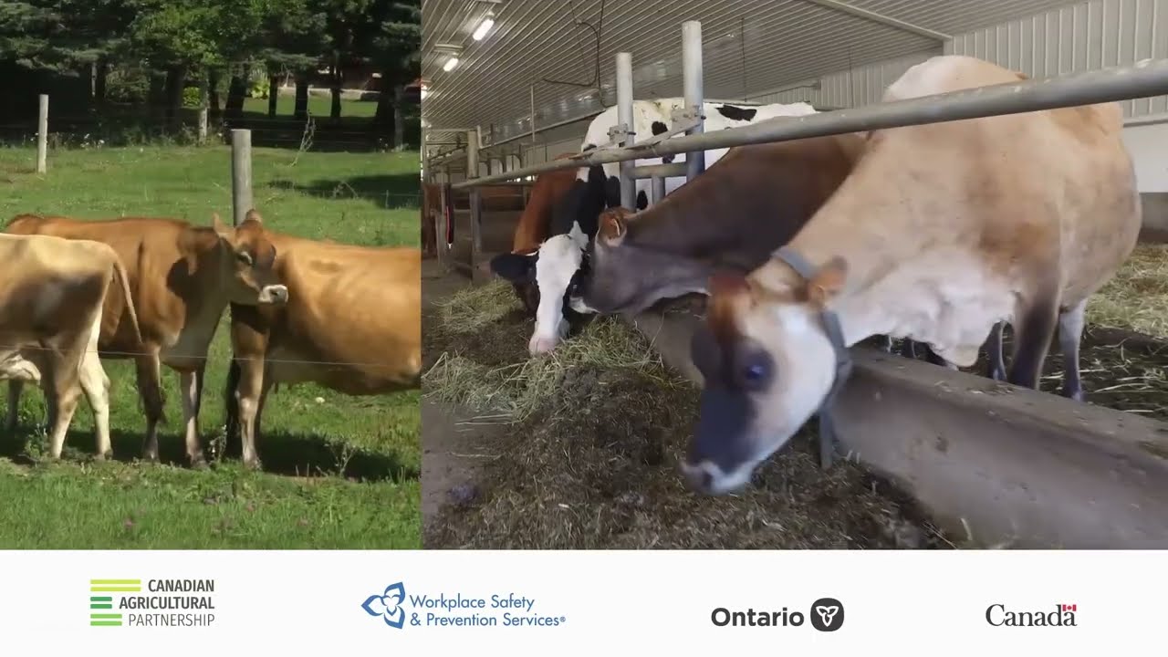 Large Animal Handling Series: 2. How to Approach Large Animals Safely