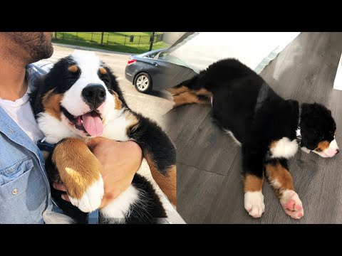 bernese-mountain-dog-health-issues-|-opening-up-about-our-puppys-death...