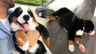 OUR BERNESE MOUNTAIN DOG HEALTH ISSUES | OPENING UP ABOUT OUR PUPPYS DEATH...