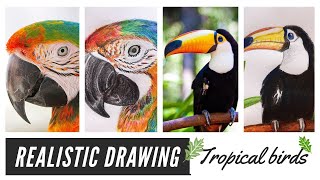 Realistic drawing of exotic birds ( Part 1 ) - エキゾチックな鳥のリアルな描画 - 异国情调的鸟的真实感绘图- 이국적인 조류의 현실적인 그림
