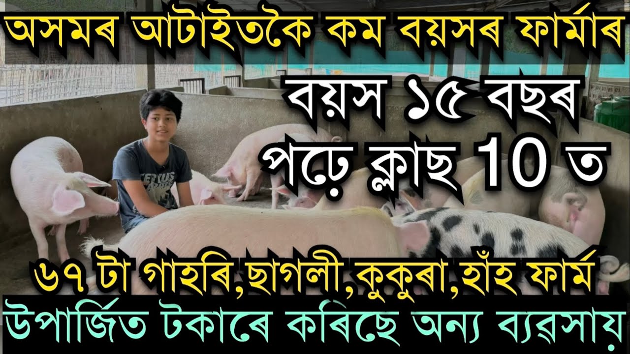 অসমৰ আটাইতকৈ কম বয়সৰ ফাৰ্মাৰ॥Pig farm in Assam॥ Goat farm in Assam ॥ Youngest pig farmer of Assam