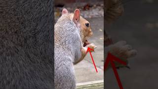 Its Peanut Paste, I Promise