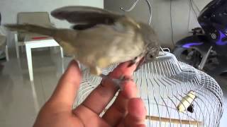DownloadKICAU BURUNG TLEDEKAN GUNUNG BETINA MP3 MP4 KICAU BURUNG TLEDEKAN GUNUNG BETINA