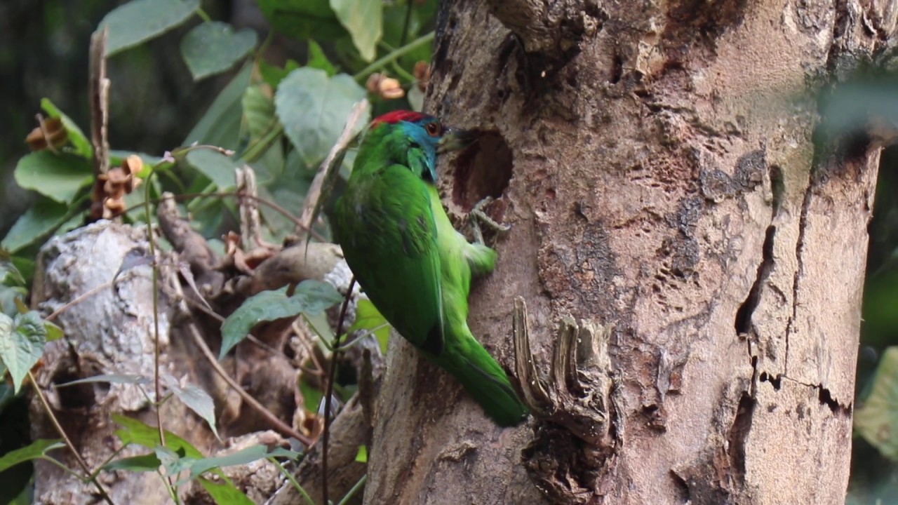 Rabin's amazing video of Blue Throated Barbet 