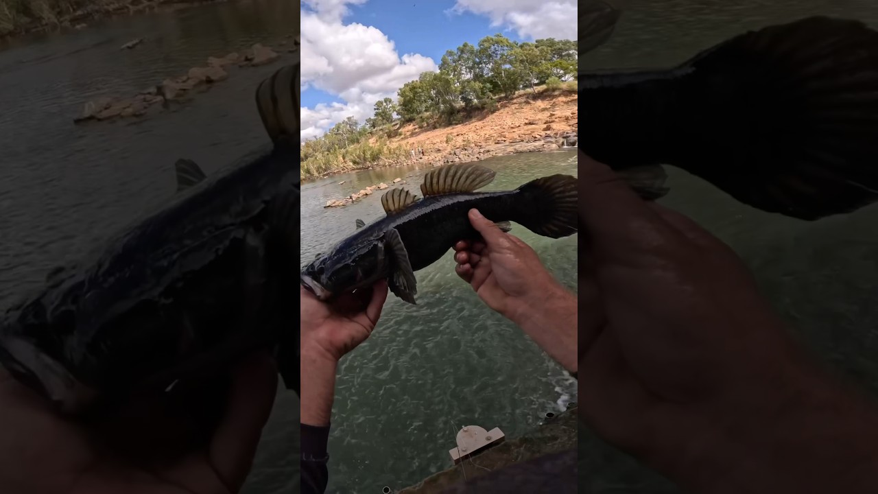 Fishing for freshwater sleepy cod