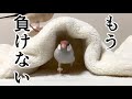 強くなったシルバー文鳥