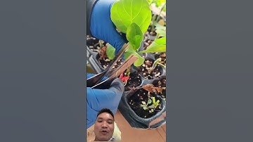 Phương Pháp Ghép Cà Tím #farming