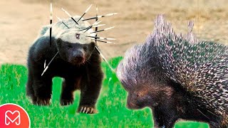 Quando Ratel Ataca Porco-Espinho