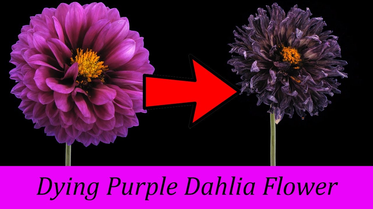 Timelapse - Dying Purple Dahlia Flower , A Must watch, Powerful And Moving
