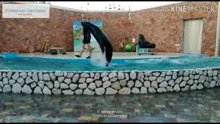 Шоу морских львов в пос.Черноморское.Крым.🏖️A show of sea lions in the village of Black Sea. Crimeа