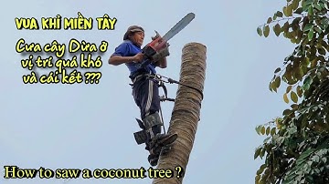 Thót Tim Xem Vua Khỉ Miền Tây Cheo Leo Trên Cao Cưa Cây Dừa Trong Không Gian Hẹp