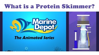 What Is A Protein Skimmer What Is It? Animated Series