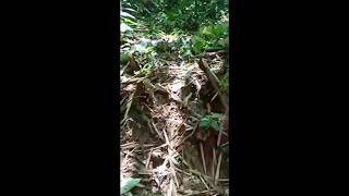 Sang Penjaga Mata Air