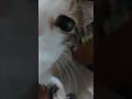 that's my girl cute cat