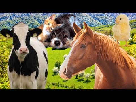 Farm animals - Wild animal sounds for Children