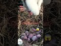 rabbit 🥰giving birth 🥰 cute baby#cute #trending #babyrabbit