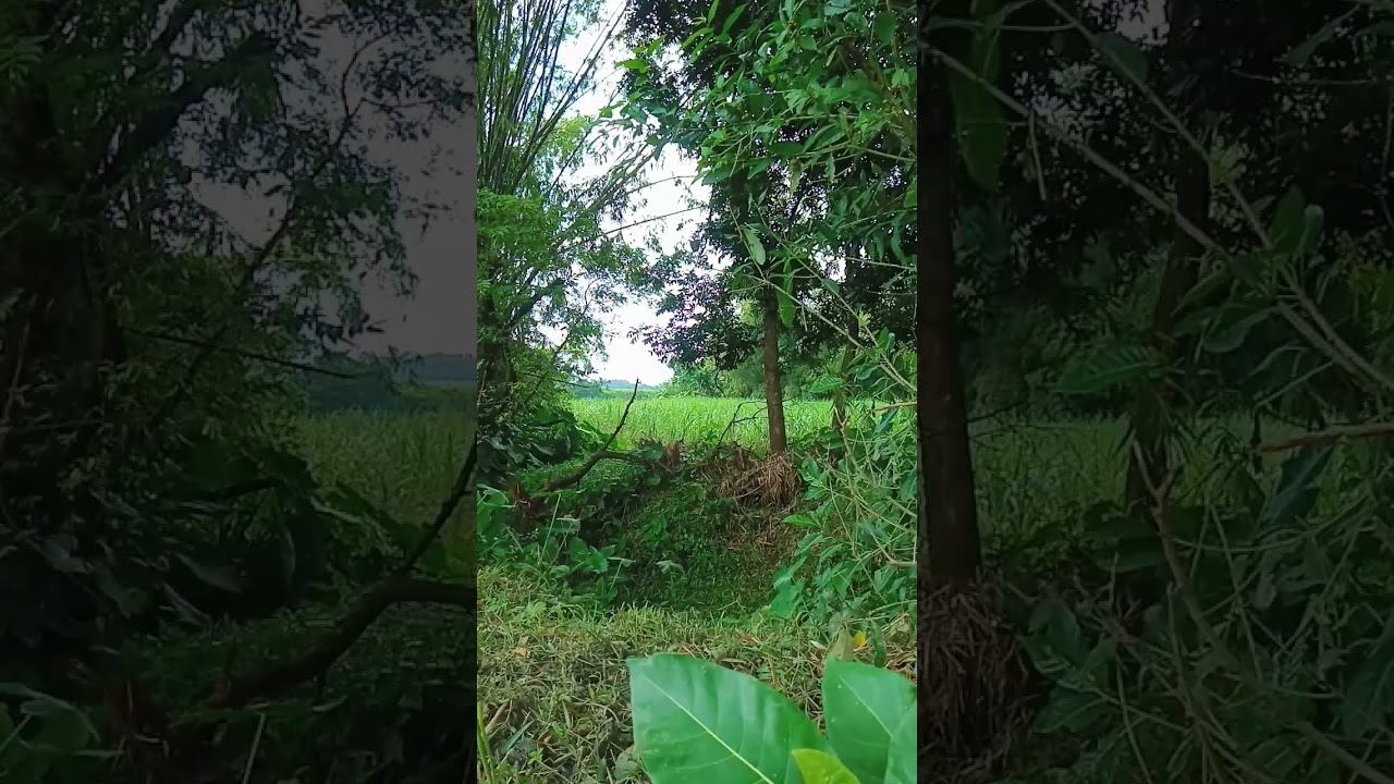 Psithurism / crackling sound of trees and bamboo. 