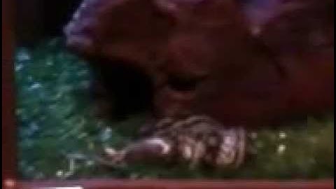 murray darling carpet python eating mice