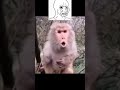 memes i found #shorts #memes #offensivememes #funny #trynottolaugh