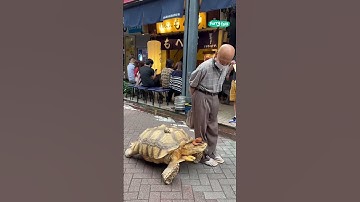 🐢 Man walking his 26 year old tortoise #shorts