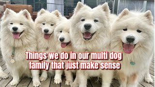 Things we do in our multi dog home that just makes sense