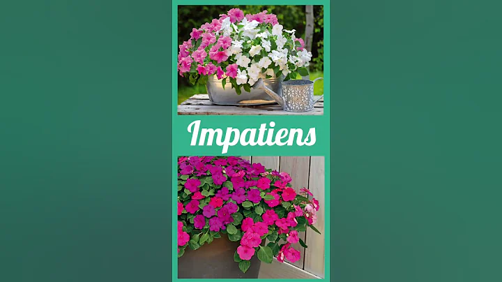 10 Amazing Flowers to Grow in the Shade! #shorts - DayDayNews