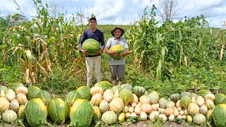 Incrível Colheita de Jerimum Vejam só Uma explosão de Frutos / Grande Colheita de Abóbora