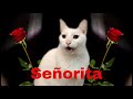 Senorita - CATS sing Camila Cabello &amp; Shawn Mendes