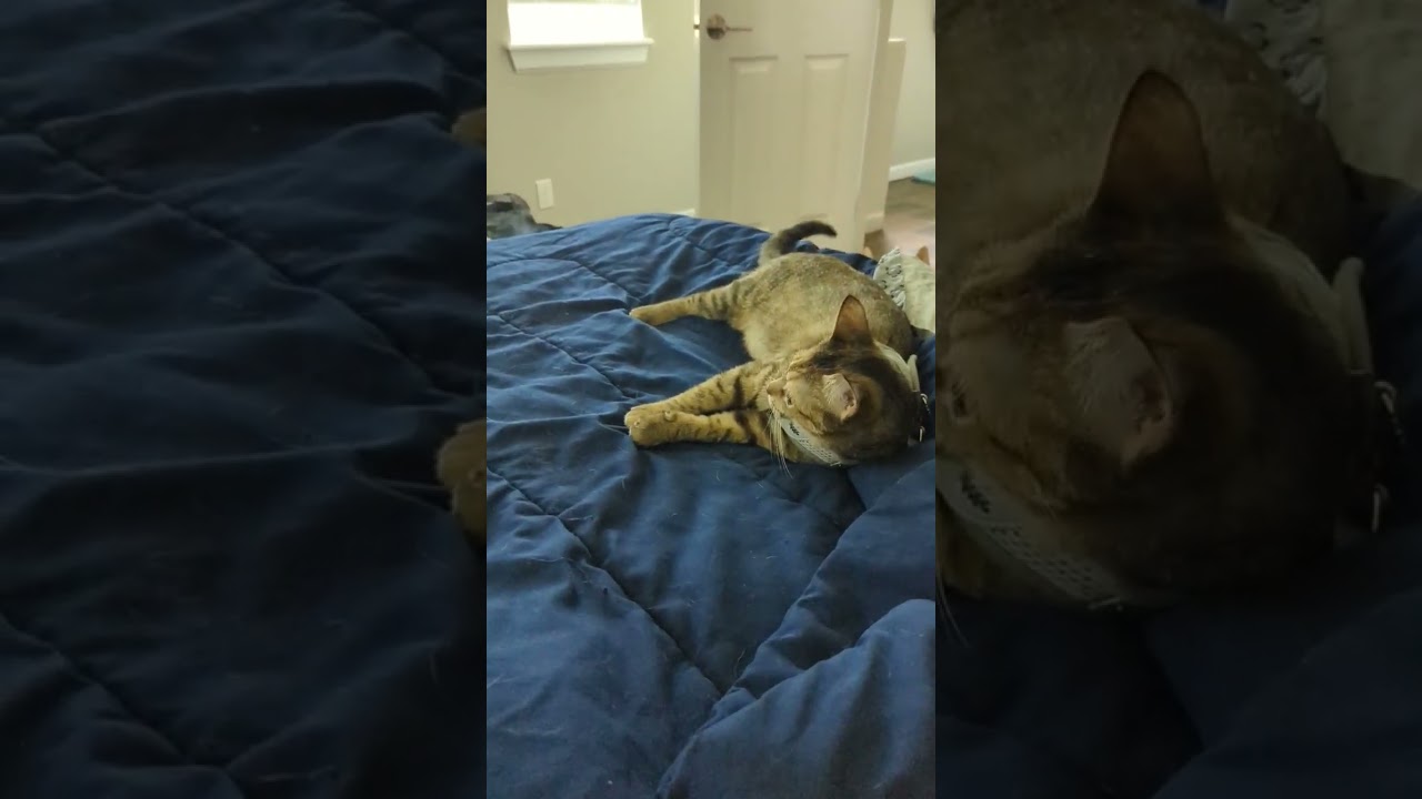 Cat tries on new harness. Hates it, goes catatonic cat cats funnycatvideos catvideos 